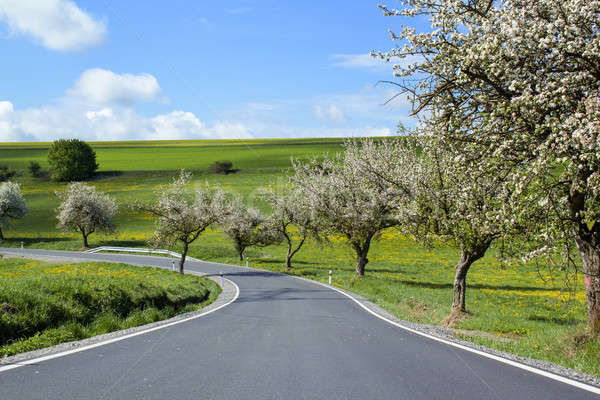 road with alley of cherry trees in bloom Stock photo © artush