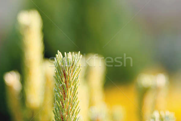 conifer with shallow focus for background Stock photo © artush