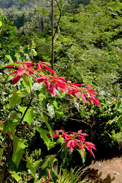 Wild winter rose with blossoms in indonesia Stock photo © artush