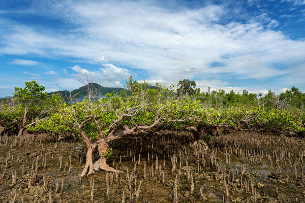 дерево север Индонезия широкий Blue Sky пляж Сток-фото © artush