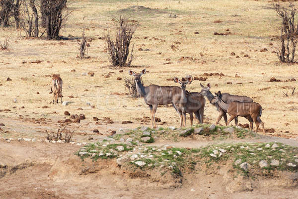 kudu Antelope in hwankee Stock photo © artush