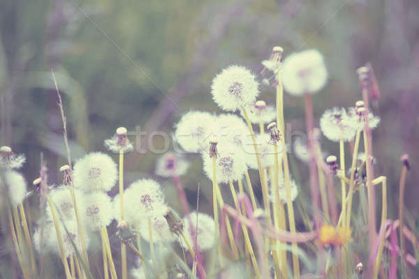 close up of Dandelion on background green grass Stock photo © artush