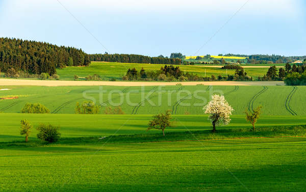 Beautiful green sping rural landscape Stock photo © artush