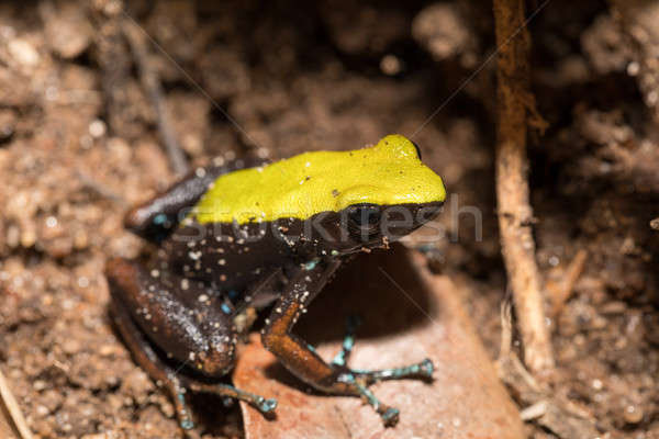 Zwarte Geel kikker klimmen Madagascar klein Stockfoto © artush