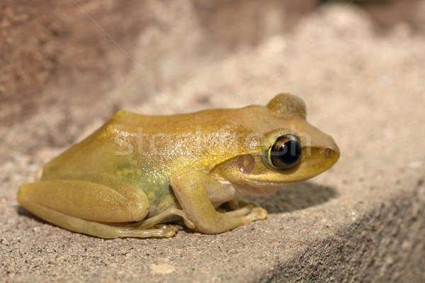 Beautiful small frog Boophis rhodoscelis Madagascar Stock photo © artush