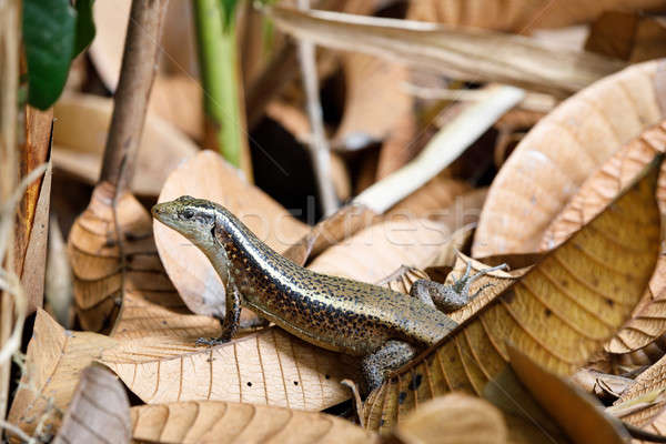 Madagascar girdled lizard (Zonosaurus madagascariensis) Stock photo © artush