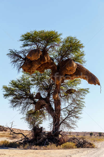 African masked weaver big nest on tree Stock photo © artush