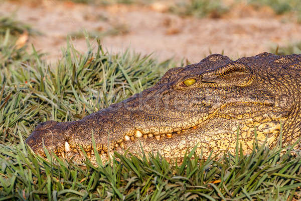 Foto stock: Retrato · cocodrilo · parque · Botswana · agua · naturaleza