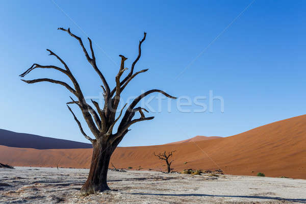 Belo paisagem escondido deserto nascer do sol morto Foto stock © artush