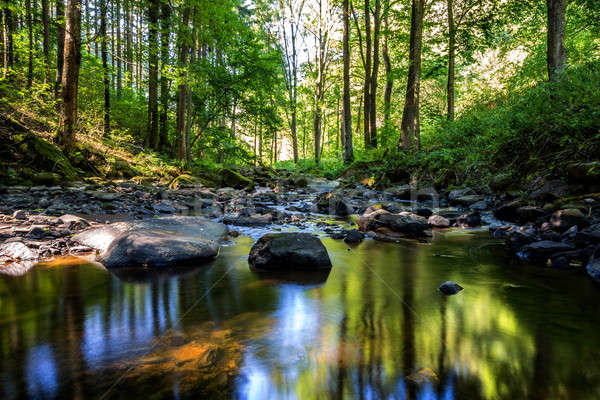 Pequeno rio boêmio floresta água Foto stock © artush