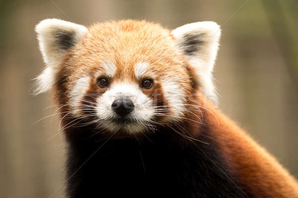 Red panda (Ailurus fulgens) Stock photo © artush