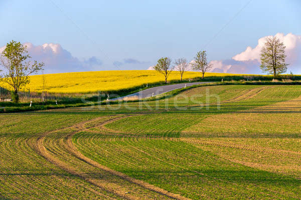 Belle été lignes viol [[stock_photo]] © artush