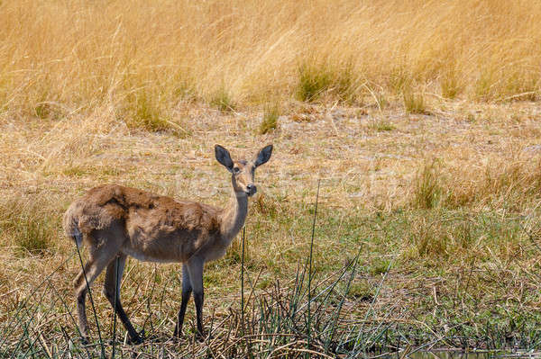 southern lechwe Africa safari wildlife and wilderness Stock photo © artush