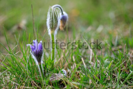 Fioritura fiore viola piccolo peloso primavera Foto d'archivio © artush