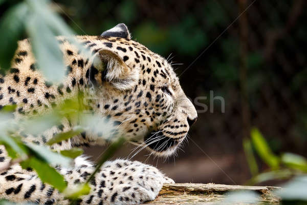 śniegu leopard patrząc zdobycz charakter kot Zdjęcia stock © artush