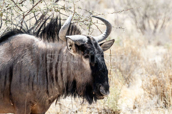 portrait of A wild Wildebeest Gnu Stock photo © artush