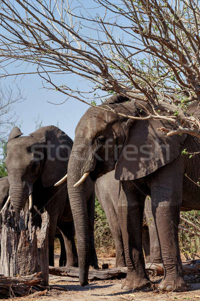 African Elephant in Chobe National Park Stock photo © artush