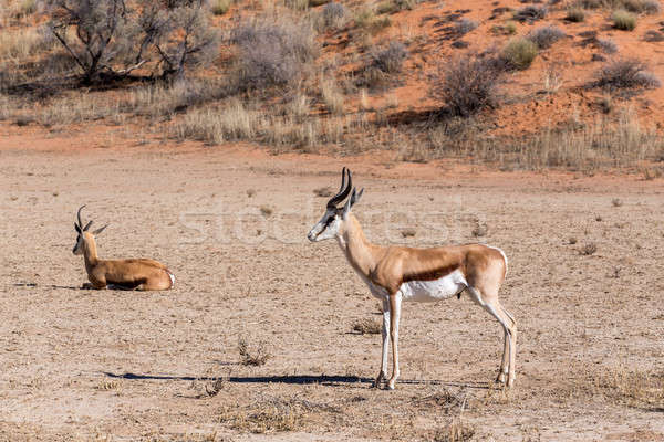 Stock photo: Springbok Antidorcas marsupialis in kgalagadi, South Africa
