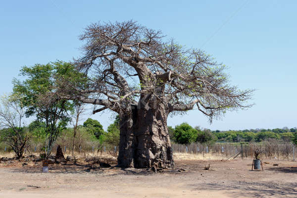 majestic baobab tree Stock photo © artush