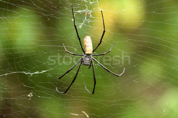 Nephila pilipes, big spider, Bali, Indonesia Stock photo © artush