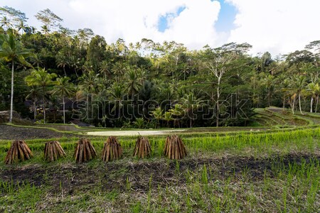 米 領域 美麗 巴厘島 印尼 森林 商業照片 © artush
