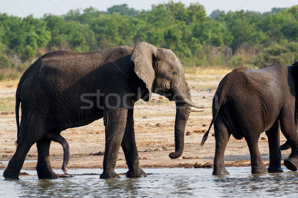 非洲的 大象 飲用水 渾 公園 商業照片 © artush