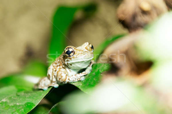 tree frog or Amazon milk frog Stock photo © artush