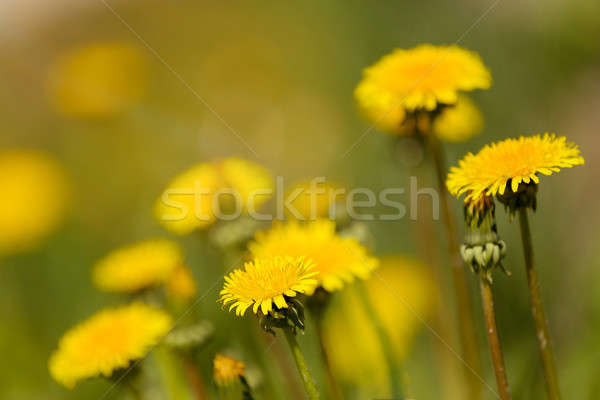 Yellow dandelion on a green background Stock photo © artush