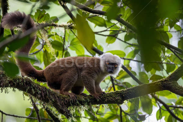 white-headed lemur (Eulemur albifrons) on tree Stock photo © artush