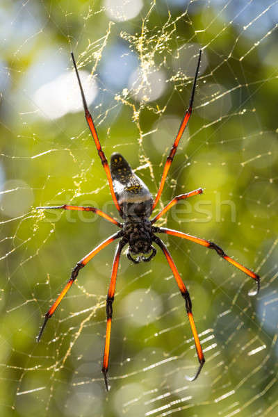Dourado seda com Madagáscar gigante teia da aranha Foto stock © artush
