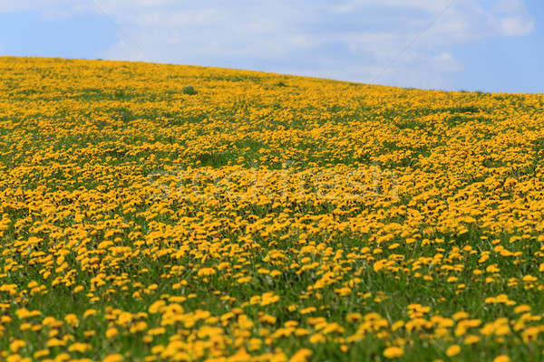 Lentebloemen paardebloemen blauwe hemel veld voorjaar paardebloem Stockfoto © artush