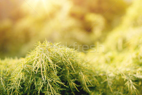 conifer with shallow focus for background Stock photo © artush