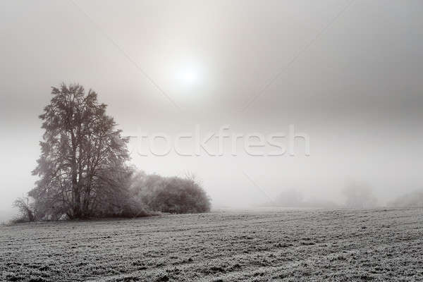 Ensoleillée congelés misty paysage hiver paysages [[stock_photo]] © artush