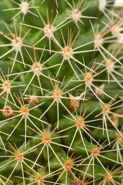 Quills and prickly cactus spines  Stock photo © artush