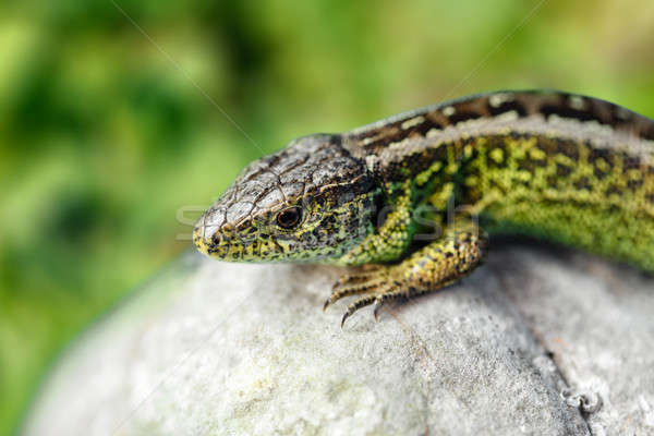 5,095 Fotos de Stock de Squamata - Fotos de Stock Gratuitas e Sem