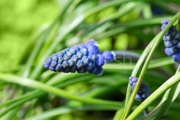 Beautiful bouquet of muscari - hyacinth close up Stock photo © artush