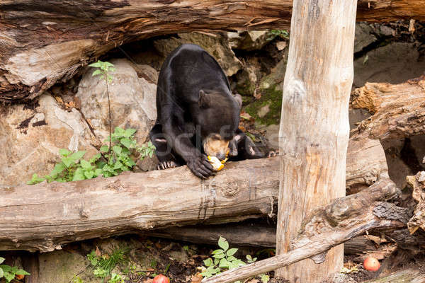 Sun bear also known as a Malaysian bear Stock photo © artush