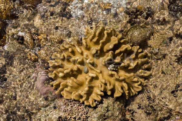 coral in low tide, indonesia Stock photo © artush