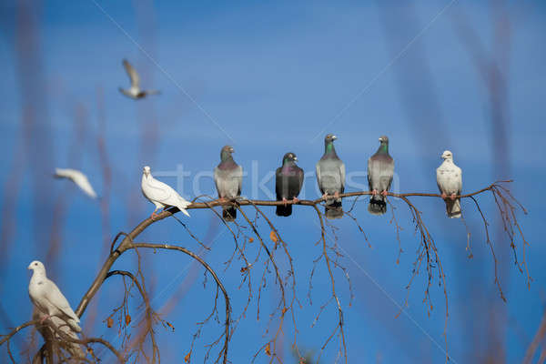 pigeons sitting on the branch Stock photo © artush