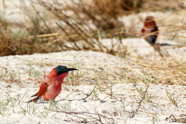 large nesting colony of Nothern Carmine Bee-eater Stock photo © artush