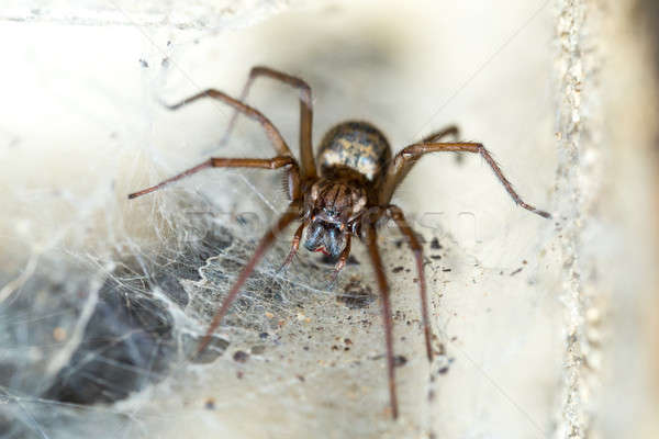 spider in the Liocranidae family on web Stock photo © artush