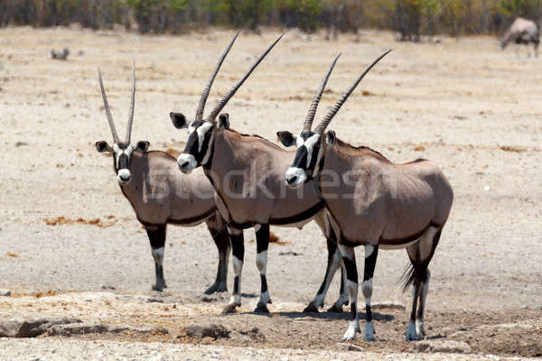 Gemsbok, Oryx gazella on waterhole Stock photo © artush