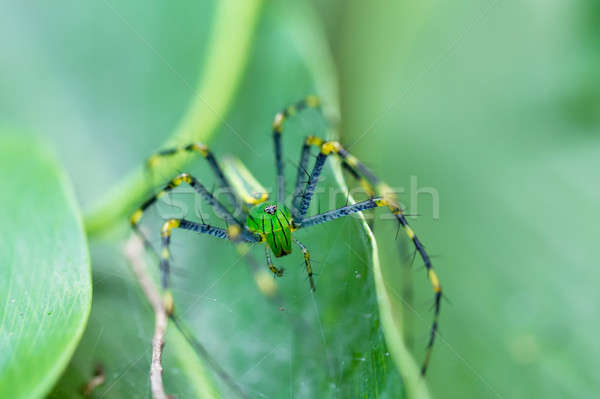 Malagasy green lynx spider (Peucetia madagascariensis) Stock photo © artush