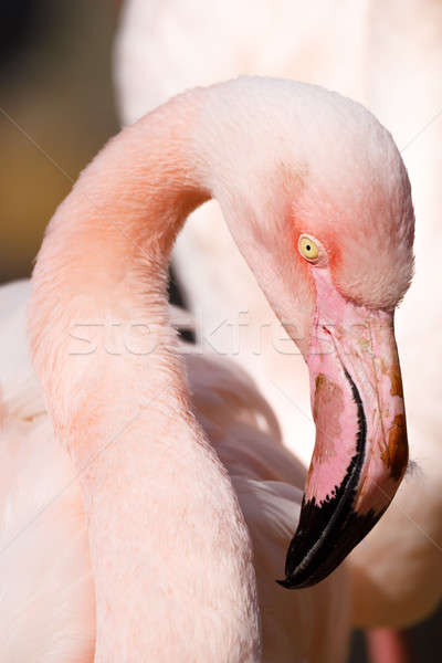 Rose flamingo (Phoenicopterus roseus) Stock photo © artush