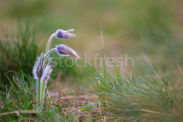 Fioritura fiore viola piccolo peloso primavera Foto d'archivio © artush