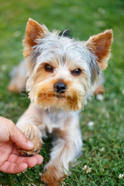 Cute small yorkshire terrier Stock photo © artush