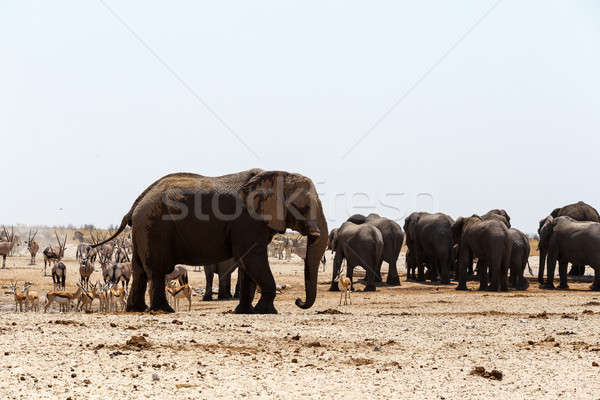 crowded waterhole with Elephants Stock photo © artush