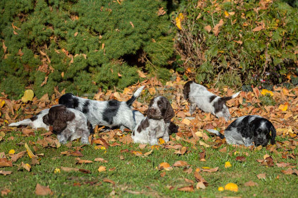 Inglés cachorro jugando aire libre otono Foto stock © artush