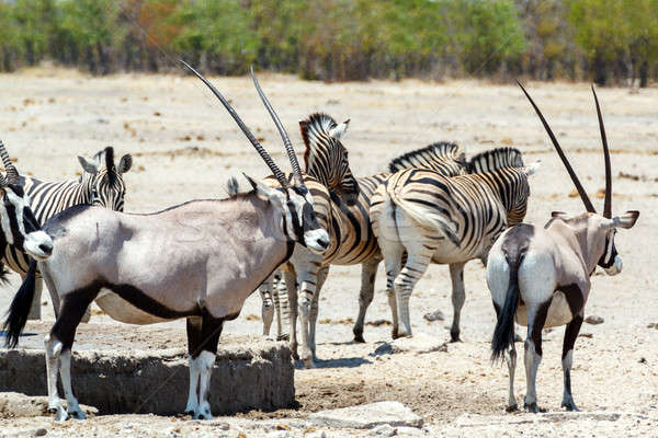 Oryx gazella and zebra in etosha Stock photo © artush