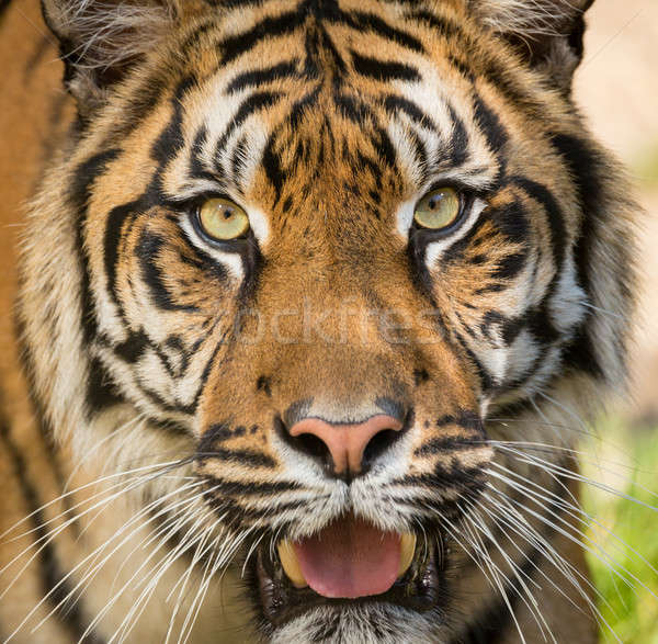 Sumatran Tiger, Panthera tigris sumatrae Stock photo © artush